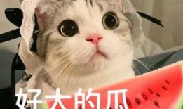 网红吃瓜胖子图片搞笑大全,笑料横飞，欢乐无限